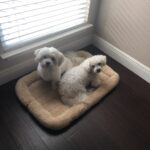 carl gonzales Gallery