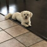 carl gonzales Gallery