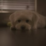 carl gonzales Gallery