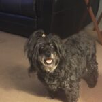 ginger bridges Gallery