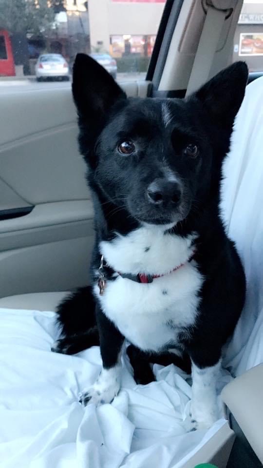 sammy meda