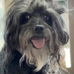 ginger bridges Gallery