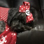 ginger bridges Gallery