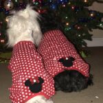 ginger bridges Gallery