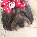 ginger bridges Gallery