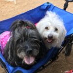 ginger bridges Gallery