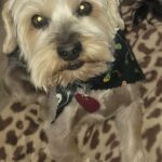 davidson pollard Gallery