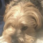 davidson pollard Gallery