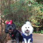 ginger bridges Gallery