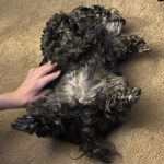 ginger bridges Gallery