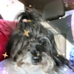 ginger bridges Gallery