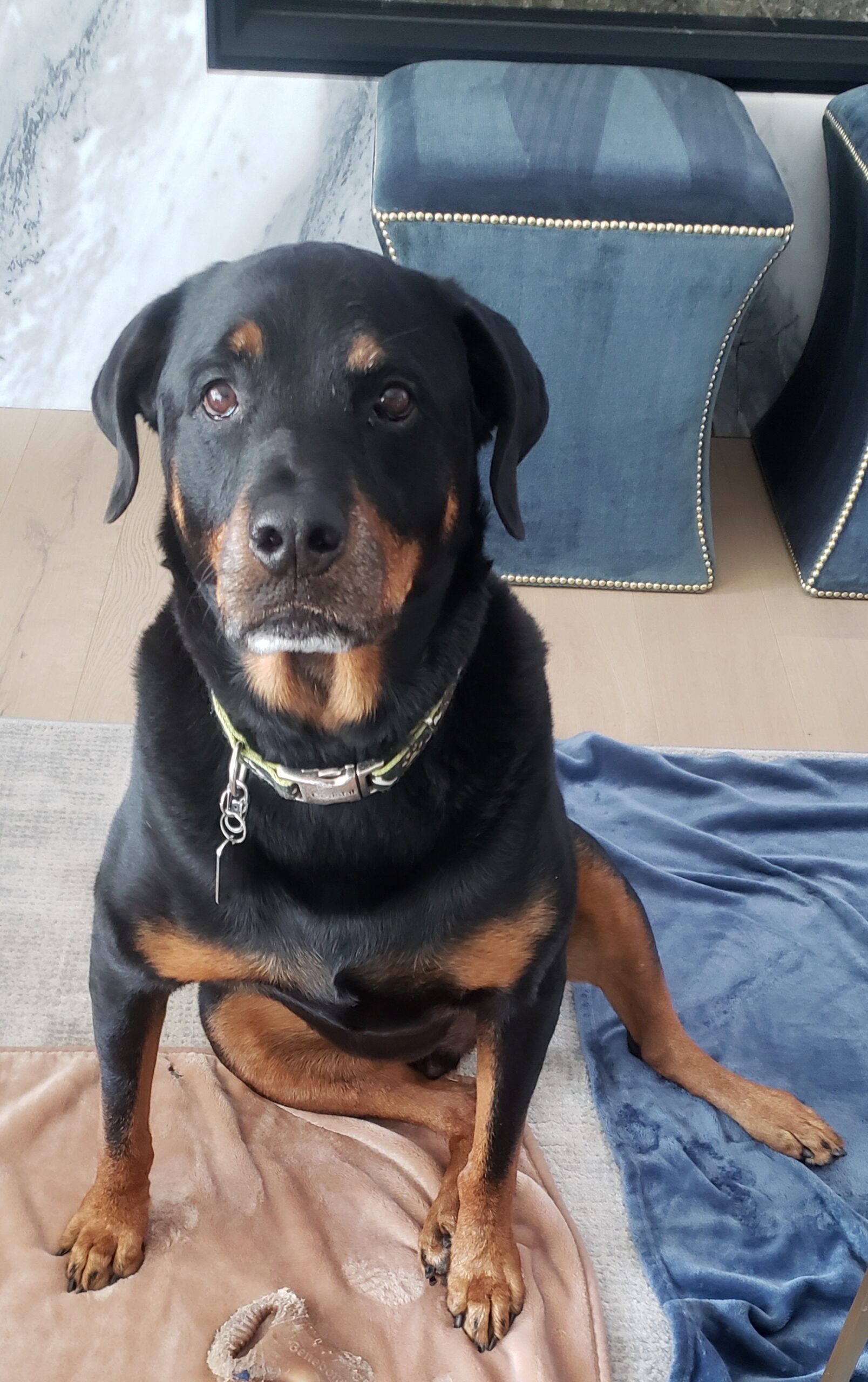 enzo maldonado