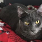 kiki hernandez Gallery