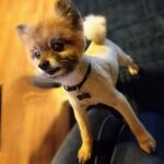 rudy mendoza Gallery