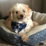 butter bean garcia Gallery