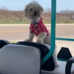 butter bean garcia Gallery