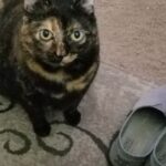 dallas dunivan Gallery