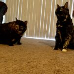 dallas dunivan Gallery