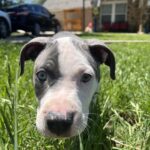 draco cabrero Gallery