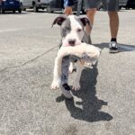 draco cabrero Gallery