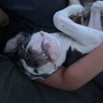 draco cabrero Gallery