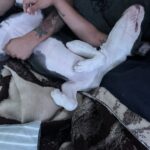 draco cabrero Gallery