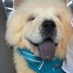 ollie bear rose Gallery