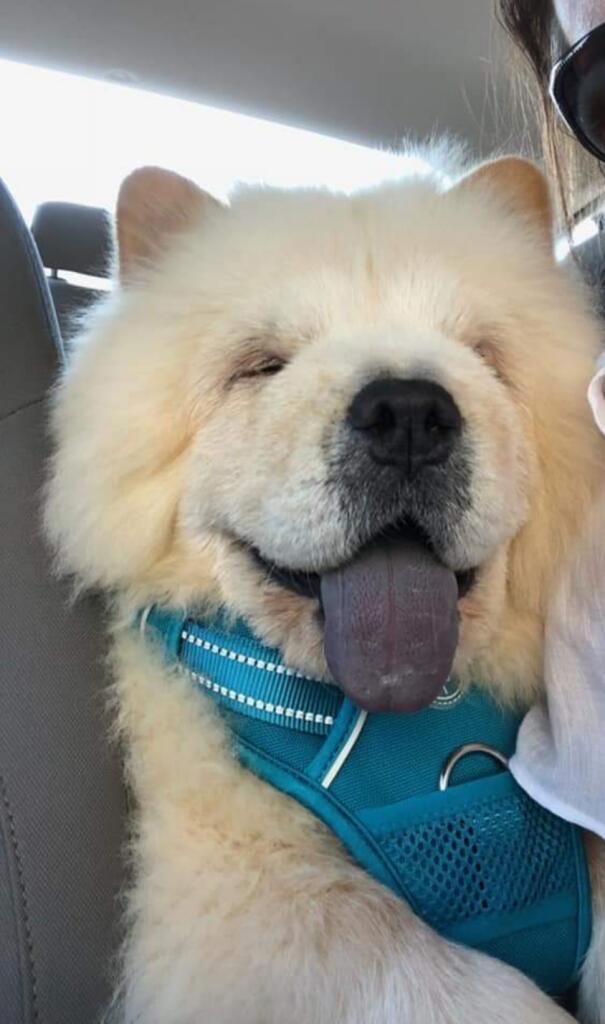 ollie bear rose