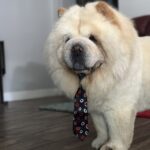 ollie bear rose Gallery