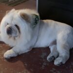 ollie bear rose Gallery