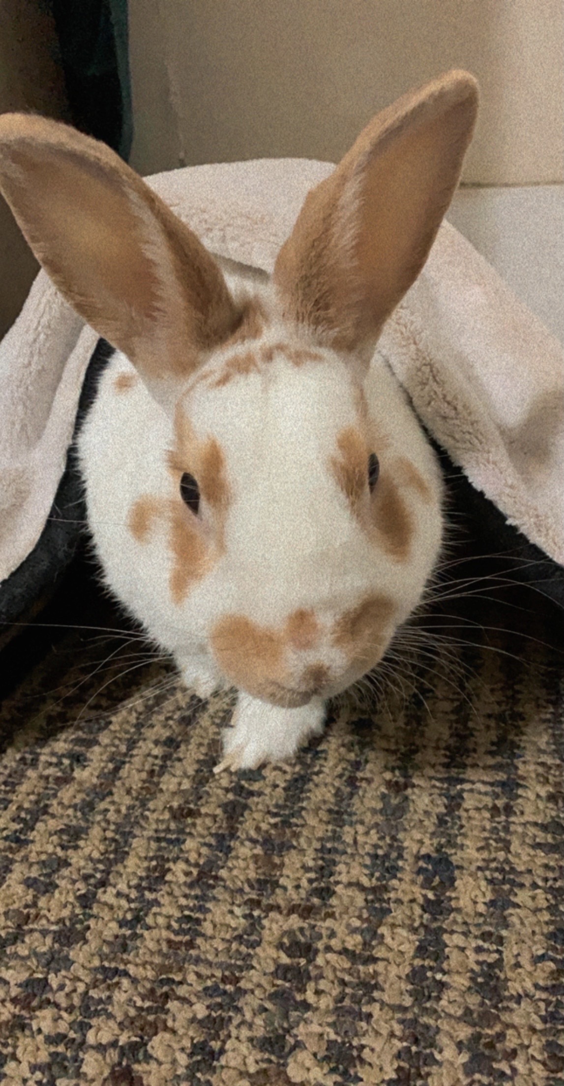 bunbun mejia
