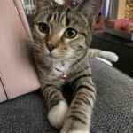 salem tijerina Gallery