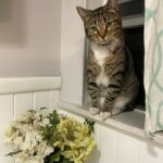 salem tijerina Gallery