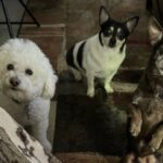 calee escalera Gallery