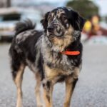 bear briones Gallery