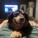 bear briones Gallery