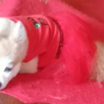 mz. princess chanel Gallery