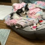 baby princess hinojosa Gallery