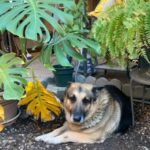 diesel delgado Gallery