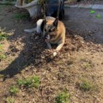 diesel delgado Gallery