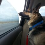 diesel delgado Gallery