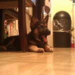 diesel delgado Gallery