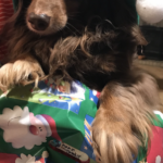 twinkie trevino Gallery