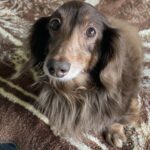 twinkie trevino Gallery