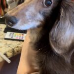 twinkie trevino Gallery