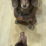 twinkie trevino Gallery