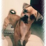 romeo gracia Gallery