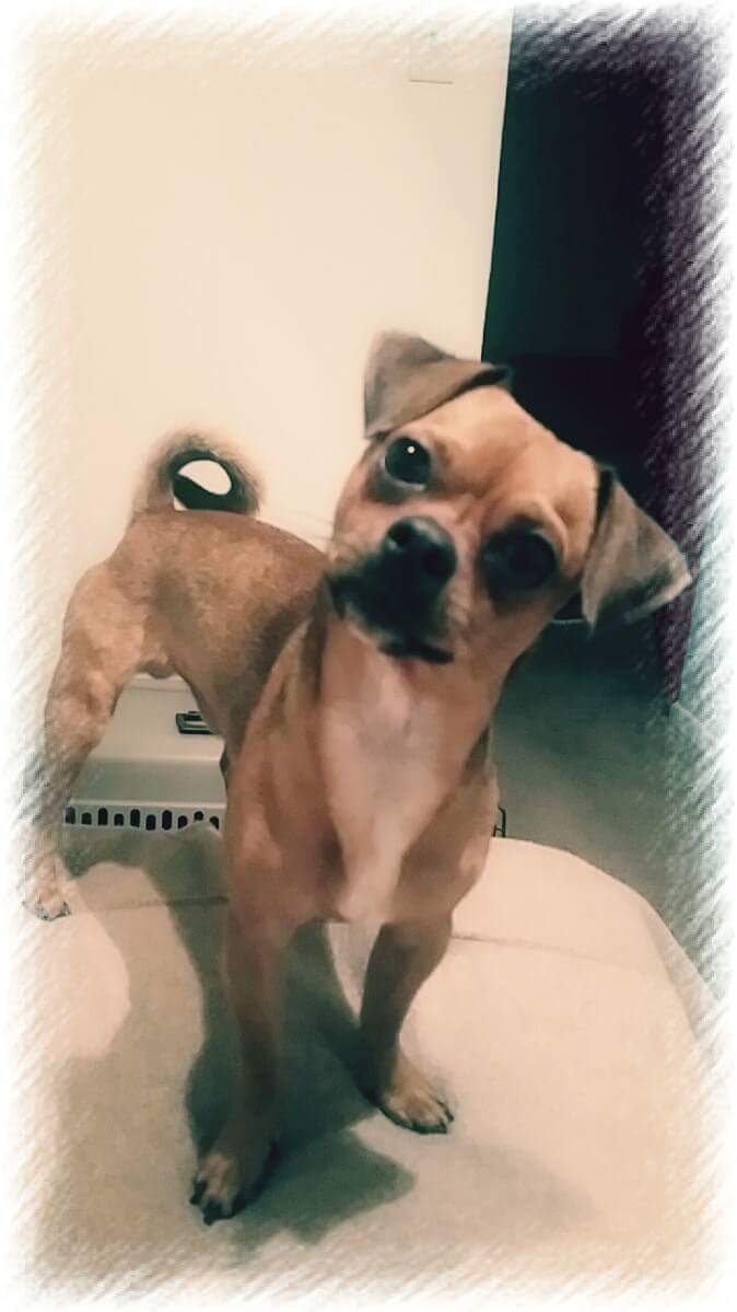 romeo gracia