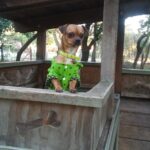 romeo gracia Gallery