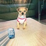 romeo gracia Gallery